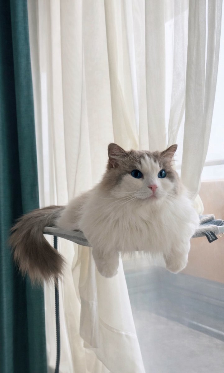 Peerless0819's tweet image. 今日も自宅警備でいそがしい

 #猫がいる幸せ #ねこかわいいね #ニャルソック