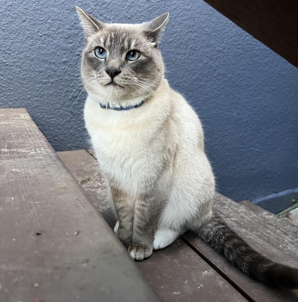 Rubber (Crazy Troll) Band tweet media