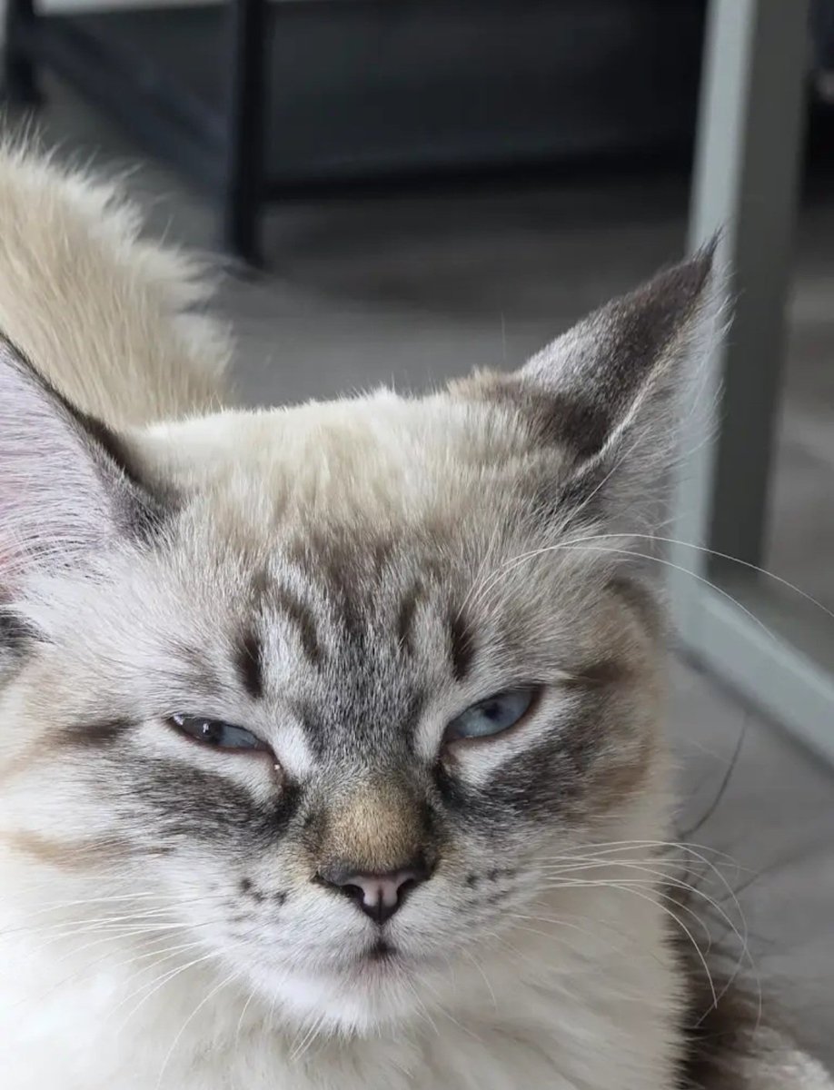 Rubber (Crazy Troll) Band tweet media