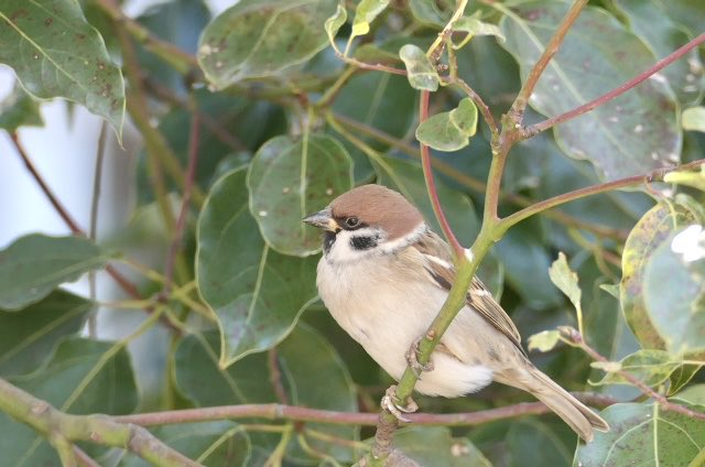 きんぐぺんちゃん tweet media