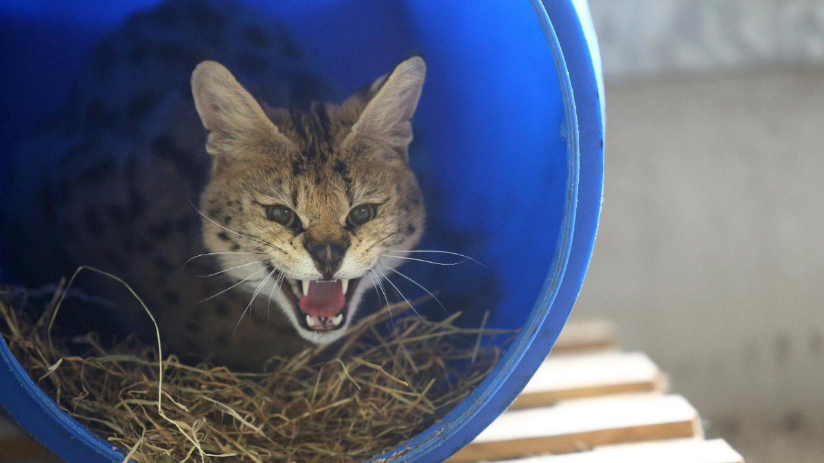 Politie waarschuwt voor loslopende serval