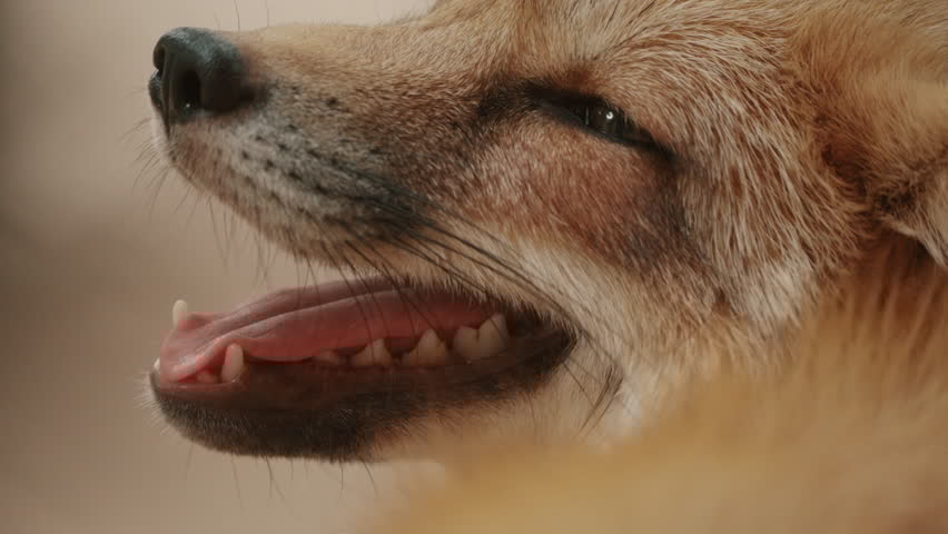 Hideo Fufujima 2 tweet media