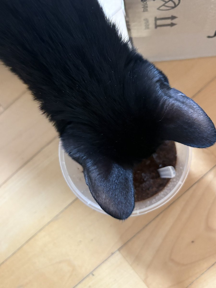 순냥이 tweet media