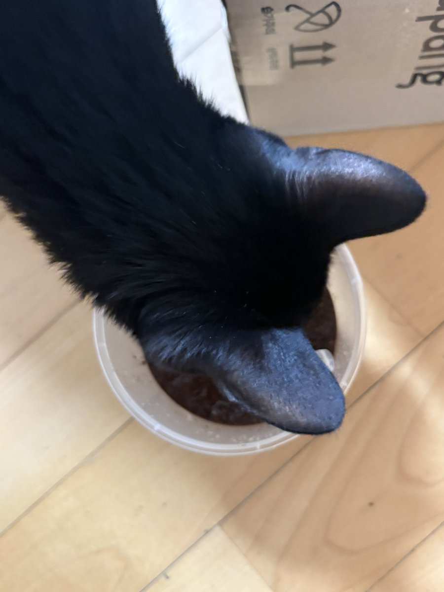 순냥이 tweet media