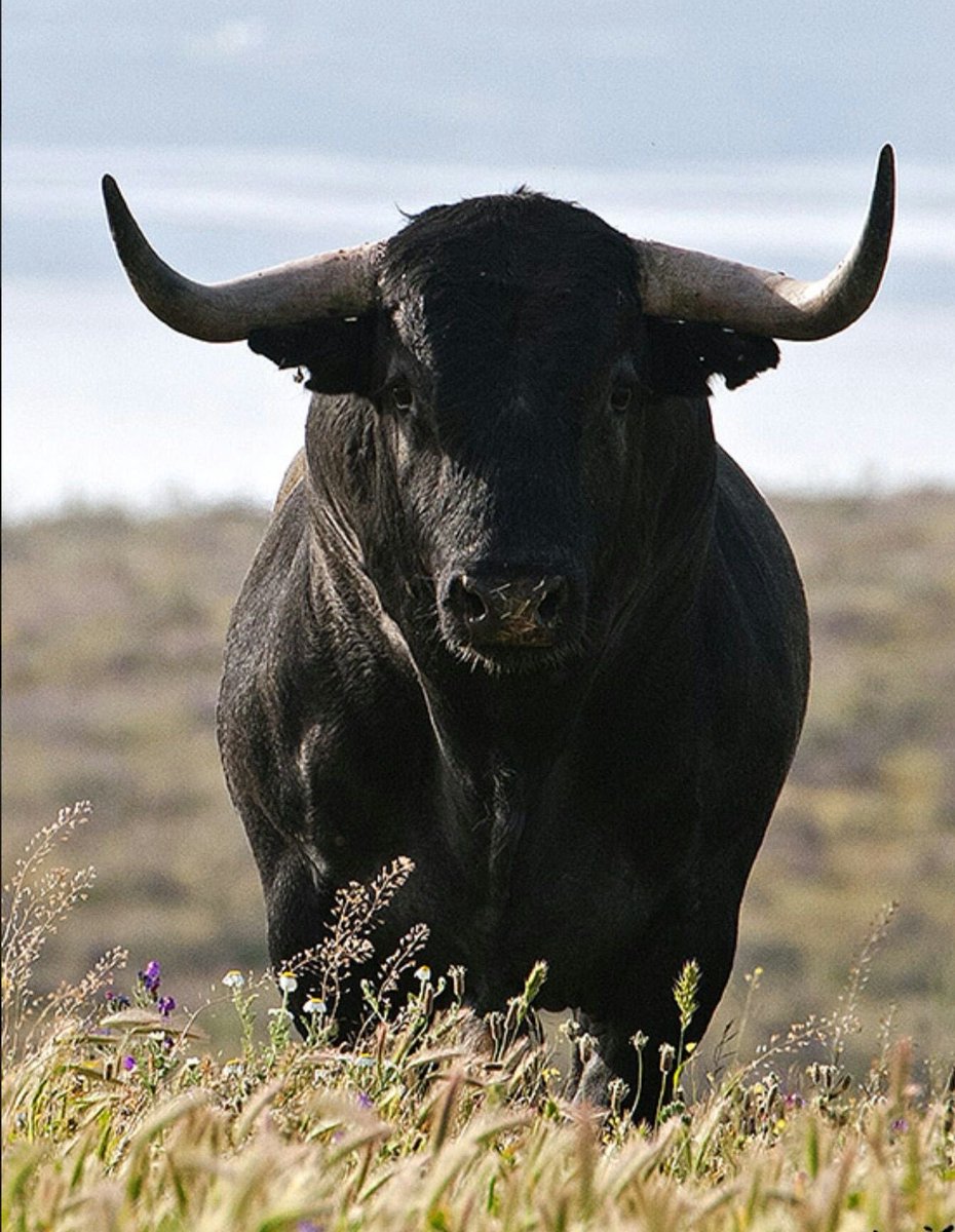 GanóElFirpito? tweet media