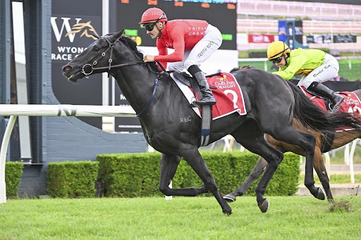 Triple Crown Syndications tweet media