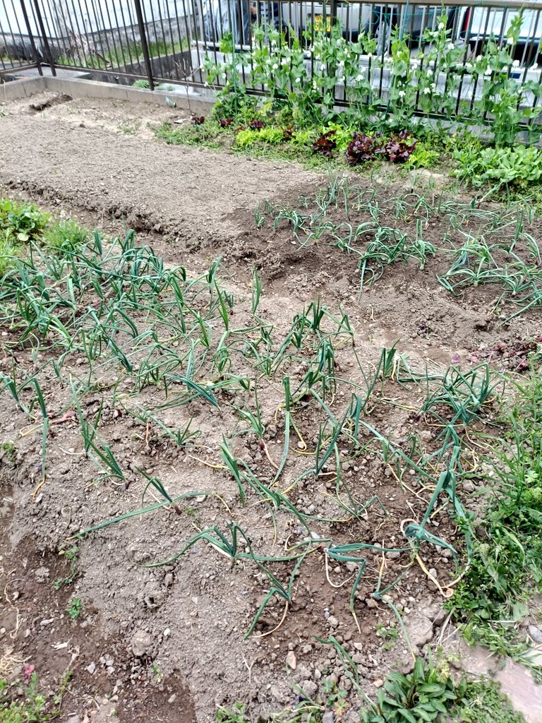 アカリンゴ🍎Cooking tweet media