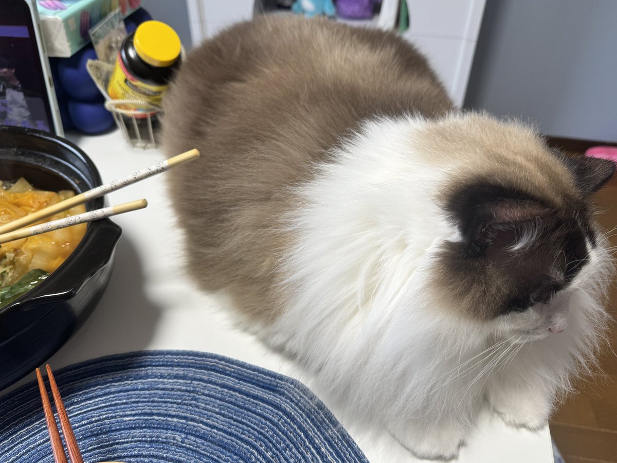 Kenji Ozawa/STUDIO SASANQUA Inc. tweet media