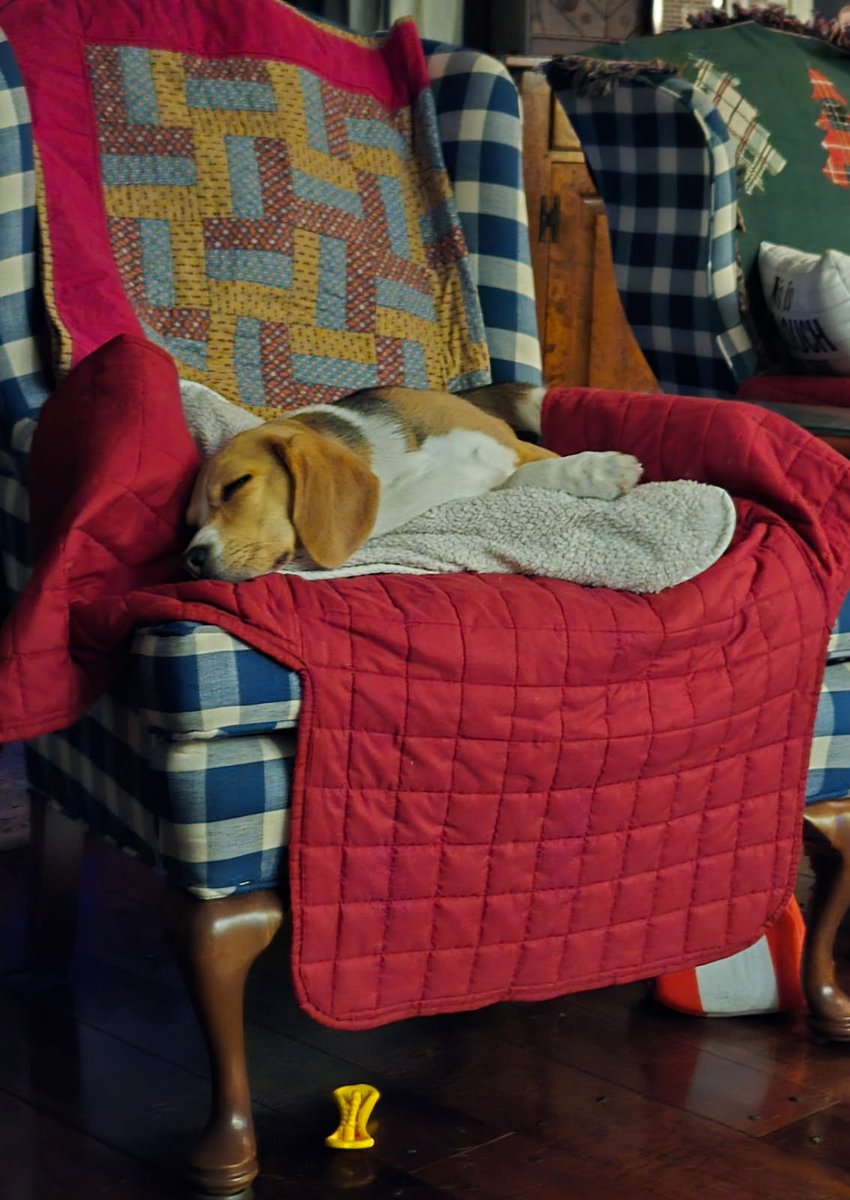 Kerri, beagle wrangler-Tammy🌈 Belle🌈 Buttercup🌈 tweet media