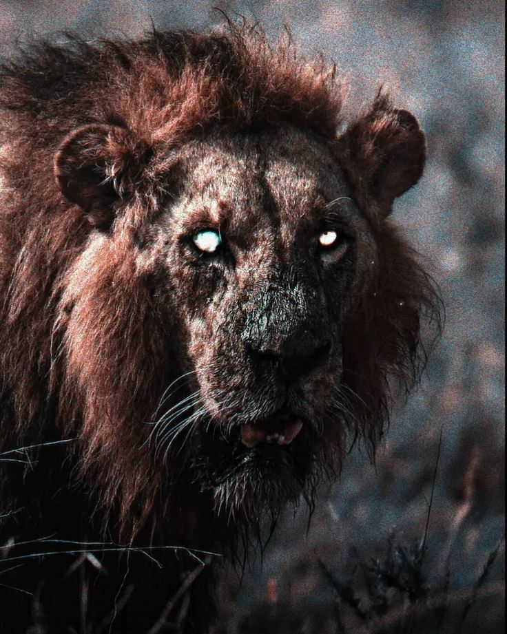 السياف الأسود tweet media