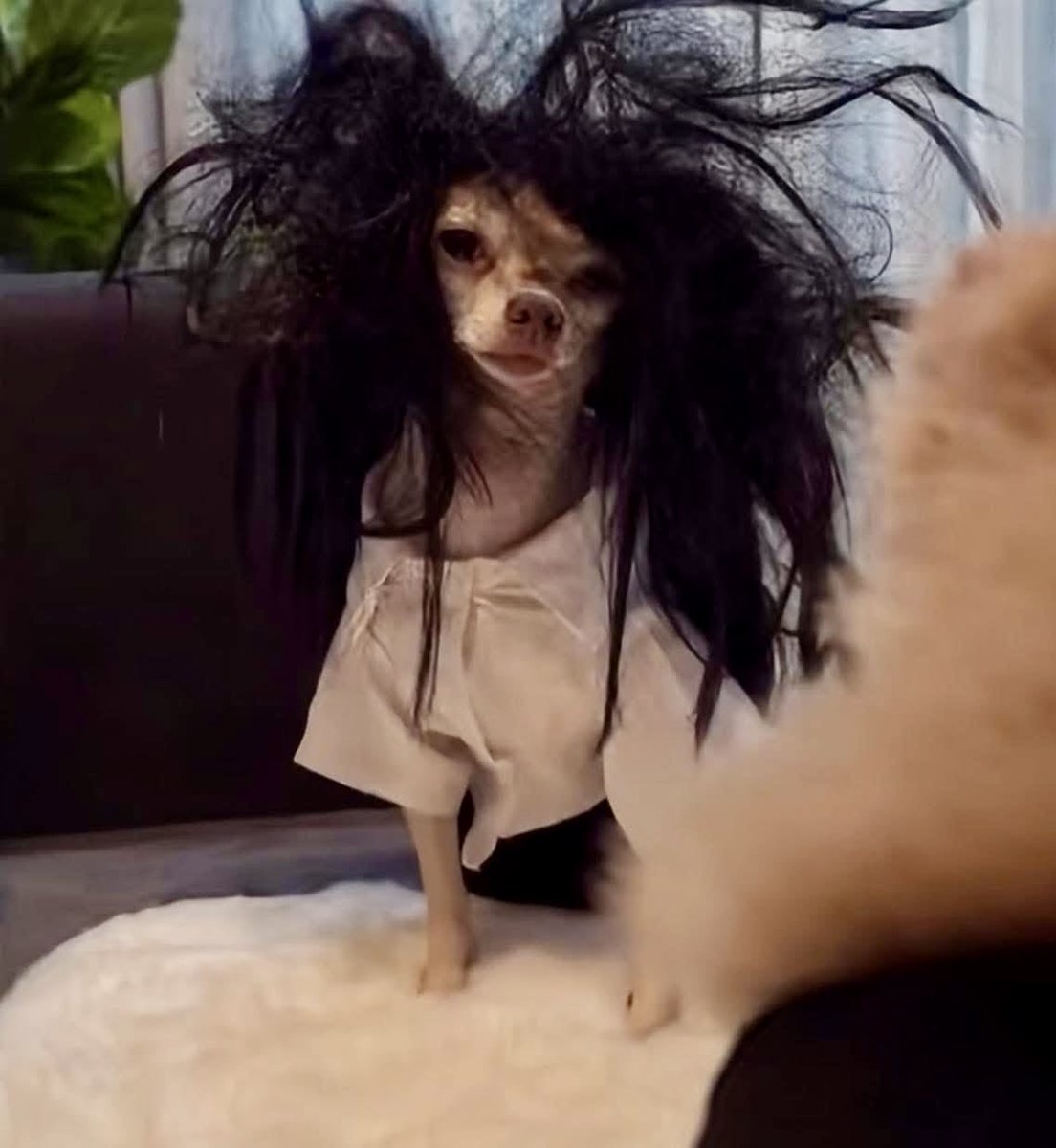 홍시귤 tweet media