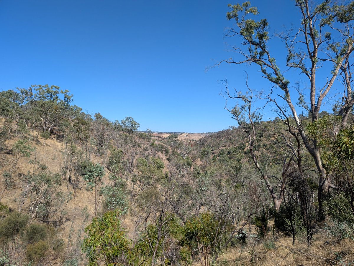 🐾 Shepsky tweet media