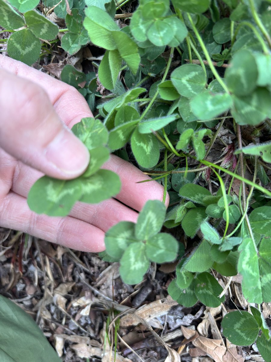 ぽんちゅ tweet media