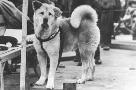 <a href="/HachikoOGcto/">Hachiko</a> <a href="/rflx_fi/">Reflex</a> doing it the culture way, 95% massive btw, to the most loyal dog ❤️