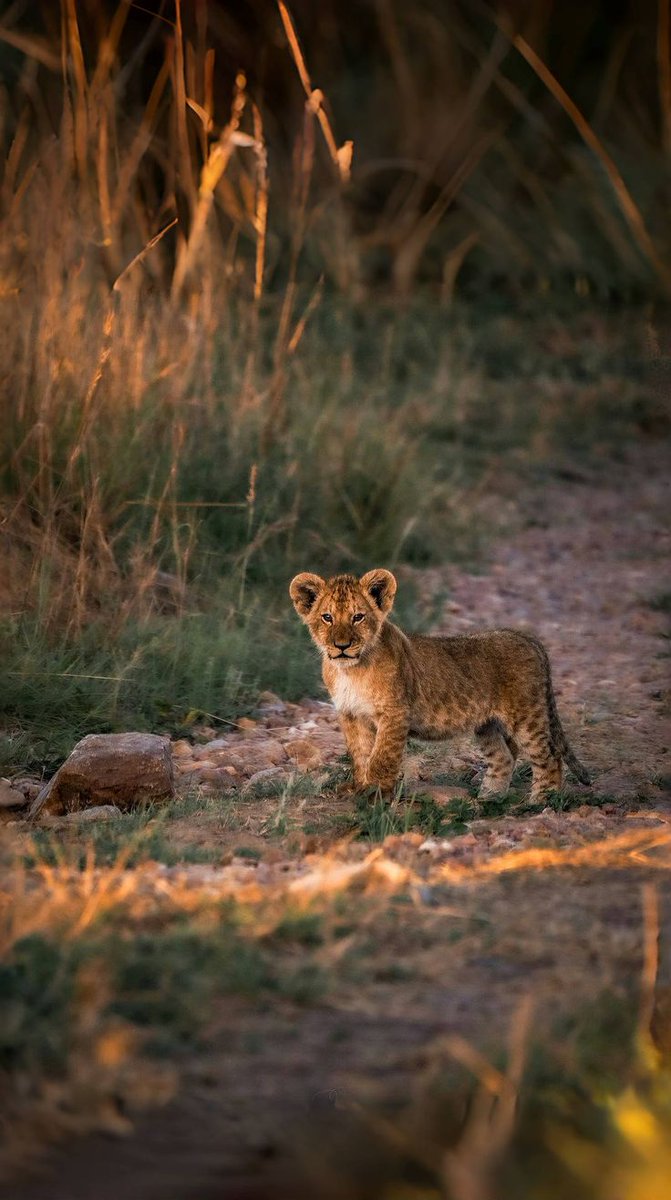 ANIMAL KINGDOM tweet media