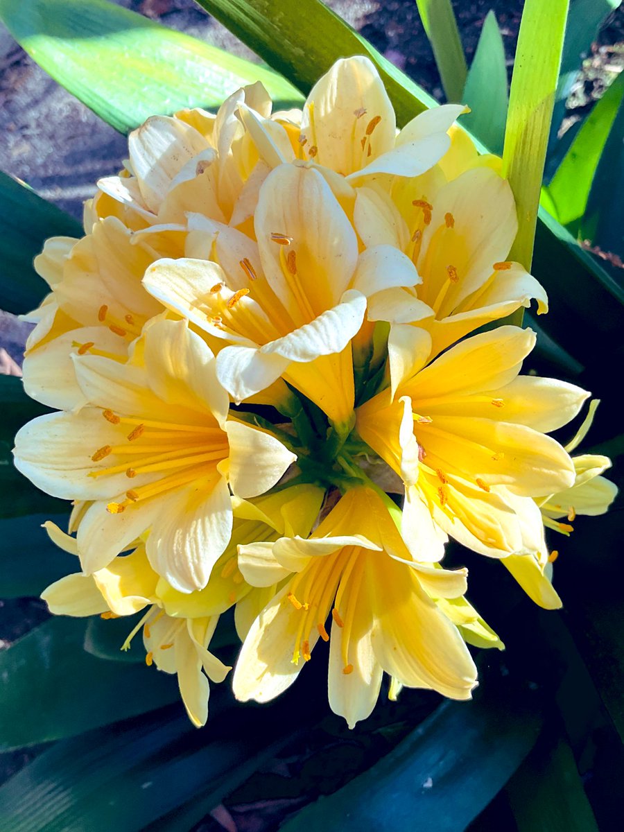 なおみ(Naomi)@ Flowers and wild life in Los Angeles tweet media