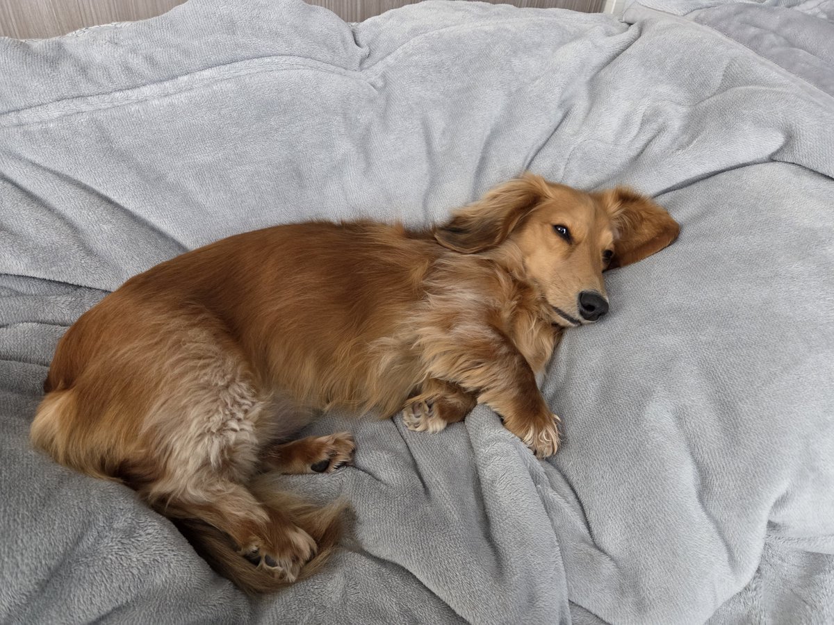 リ～くん歩くよ～…ﾄﾎﾞﾄﾎﾞ tweet media