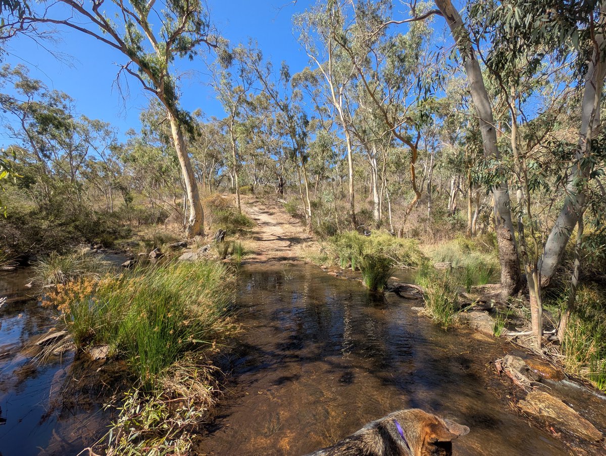 🐾 Shepsky tweet media