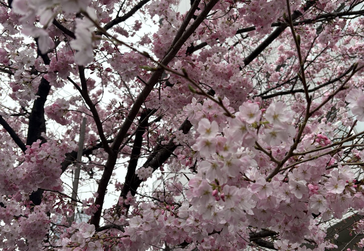 朝は納豆 tweet media