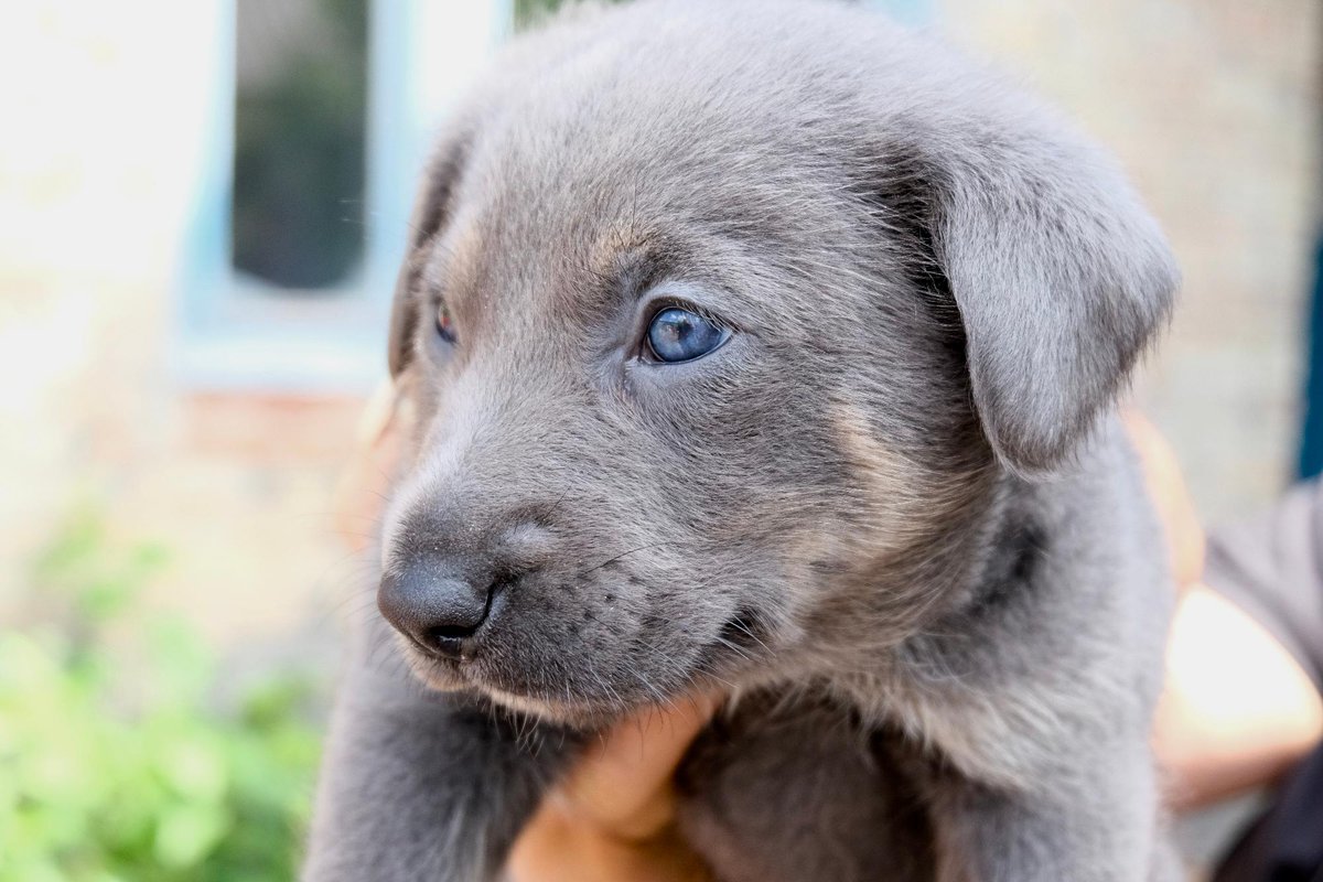 SPCA International tweet media