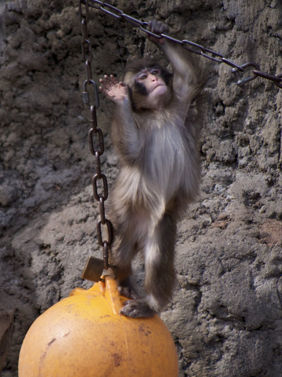 seviluci tweet media