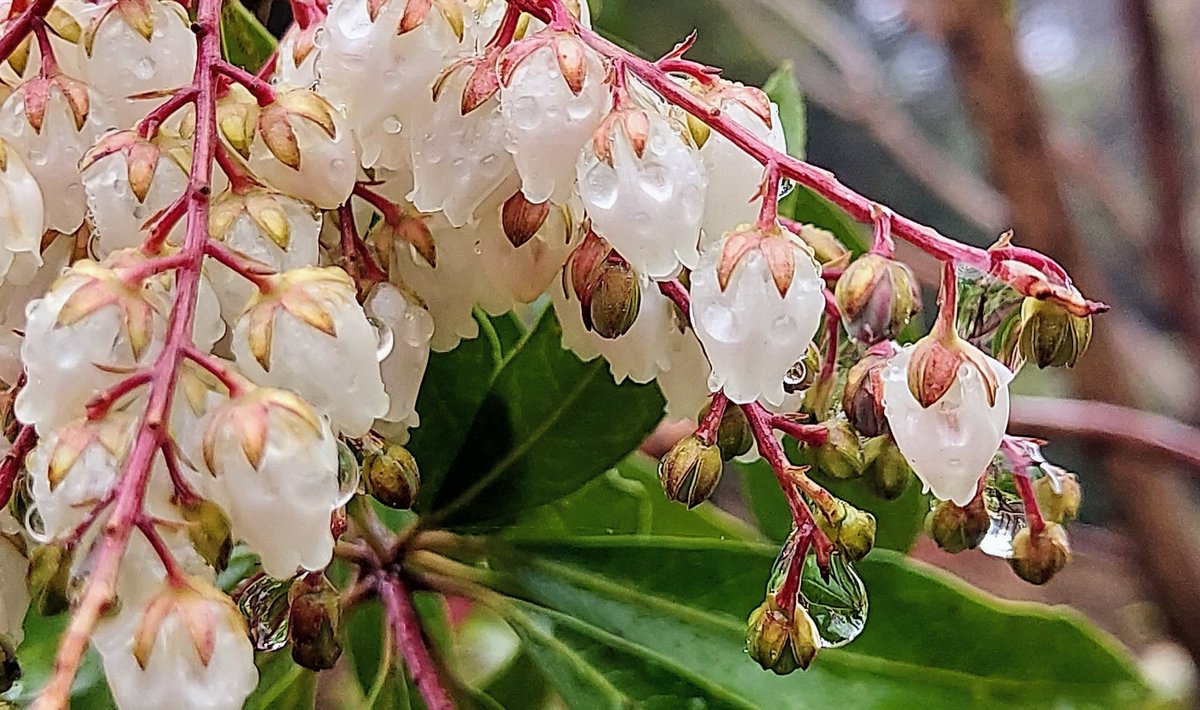 ☔雨降り☔
#雫
#花