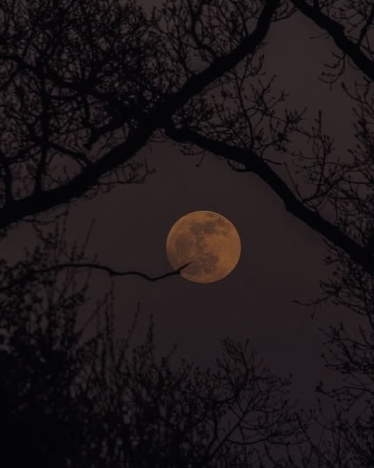 Chronia 🌌 tweet media