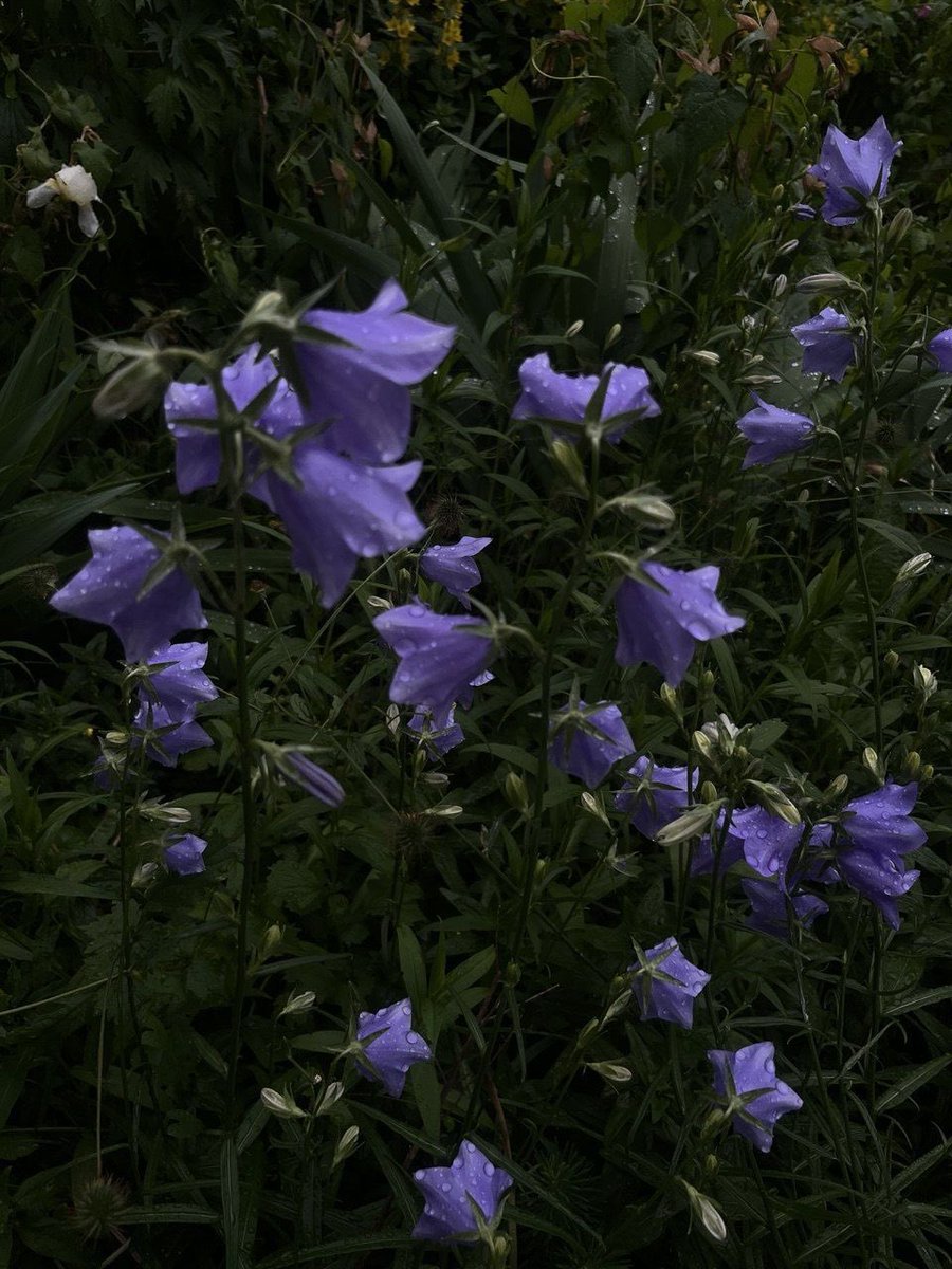 Chronia 🌌 tweet media