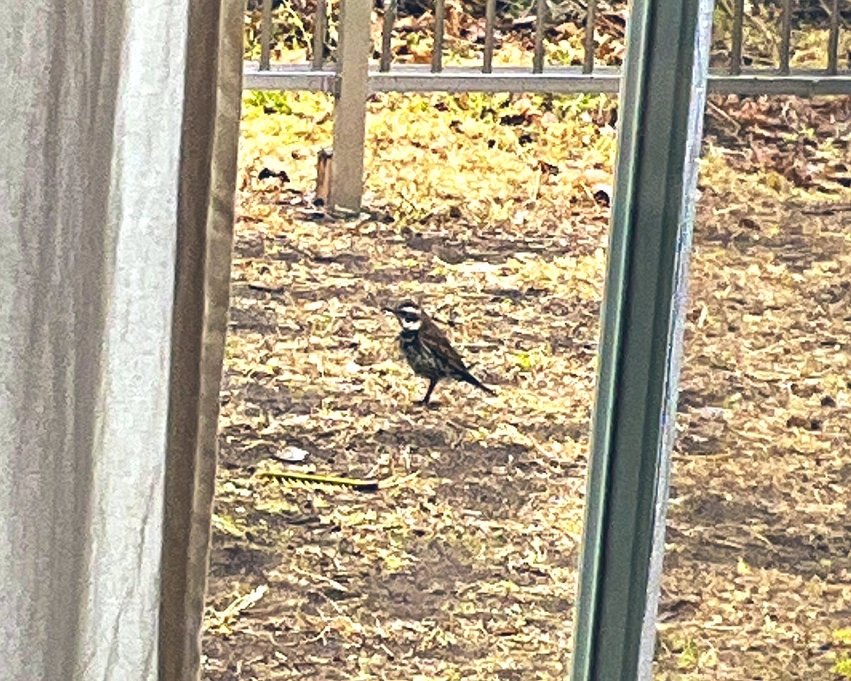 Spider Tetsu X tweet media