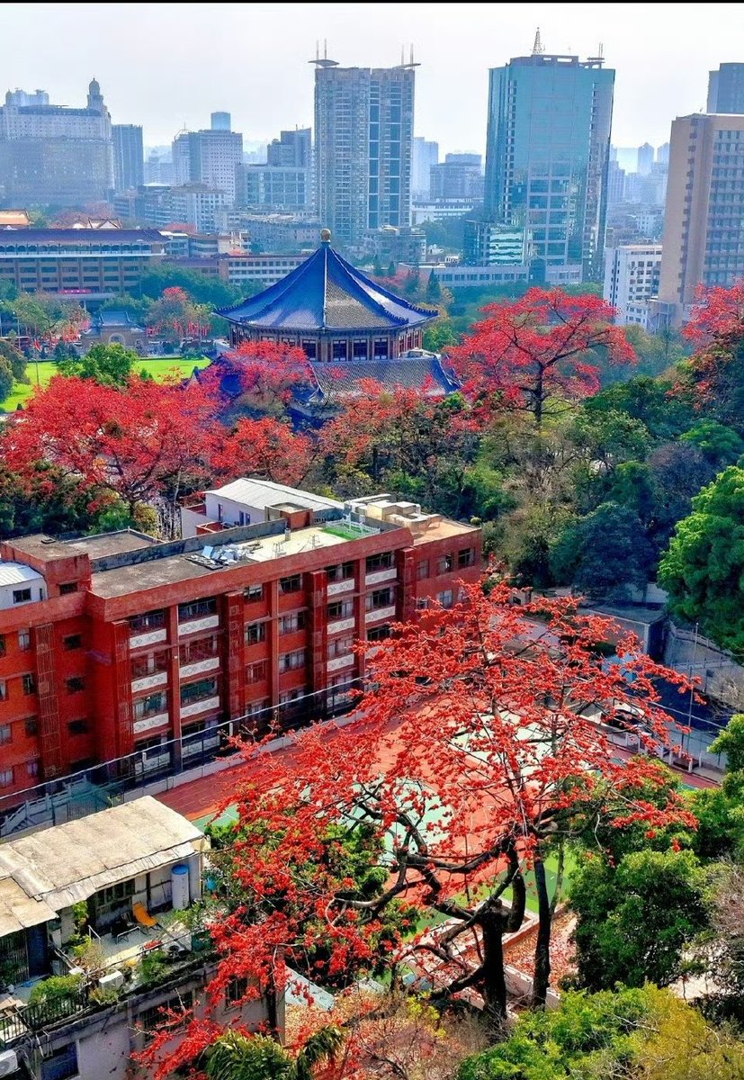 Fanyi🦋🌸 tweet media