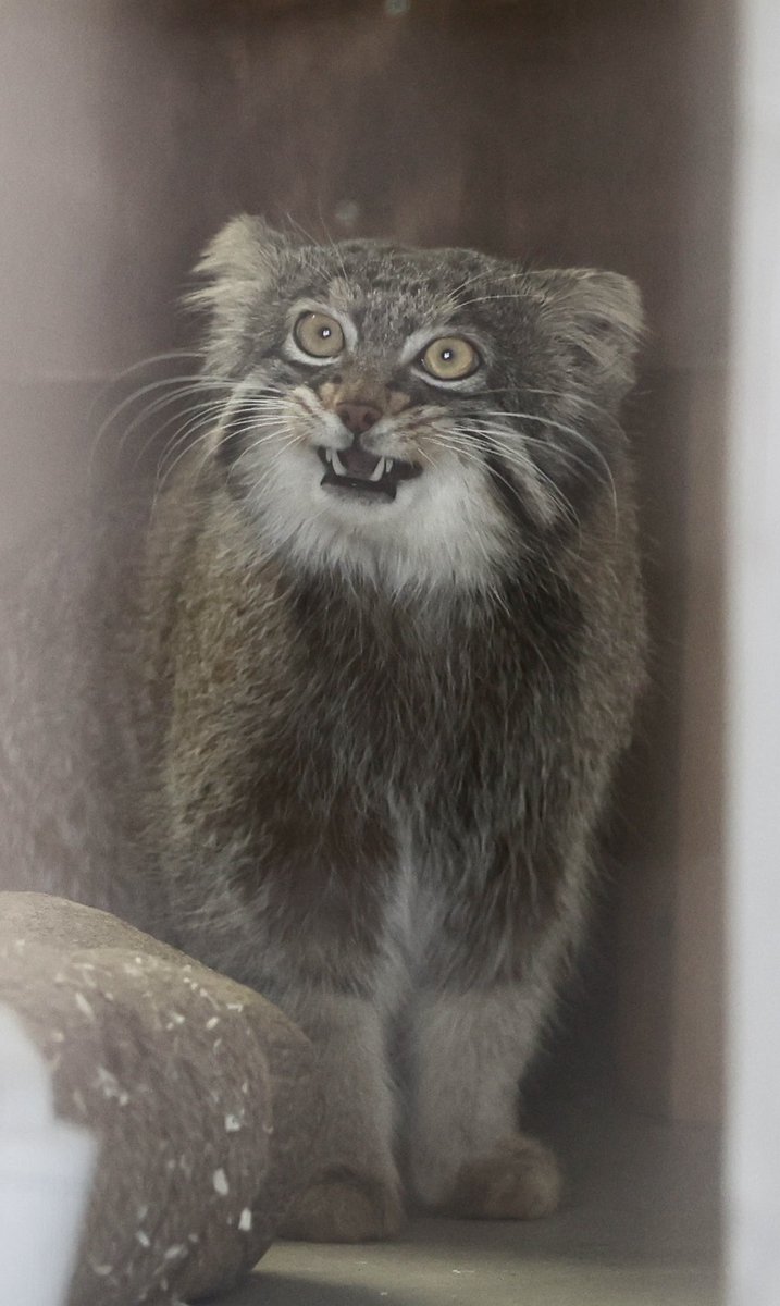 まるやままるお tweet media