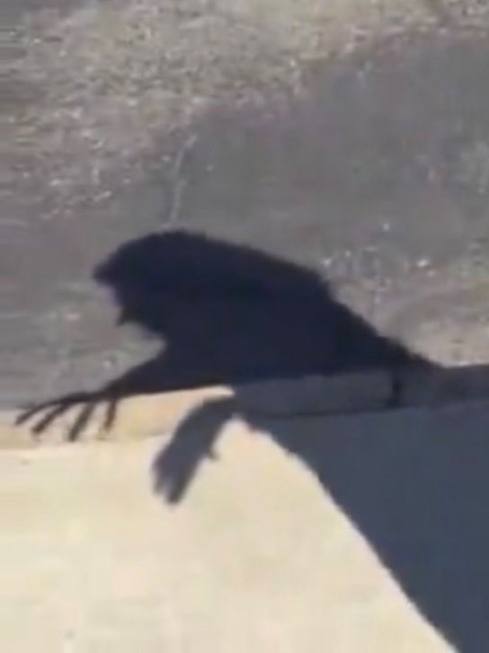 🏴󠁧󠁢󠁳󠁣󠁴󠁿ᴍᴀᴄᴅᴜꜰꜰ⚔️【ツ】 tweet media