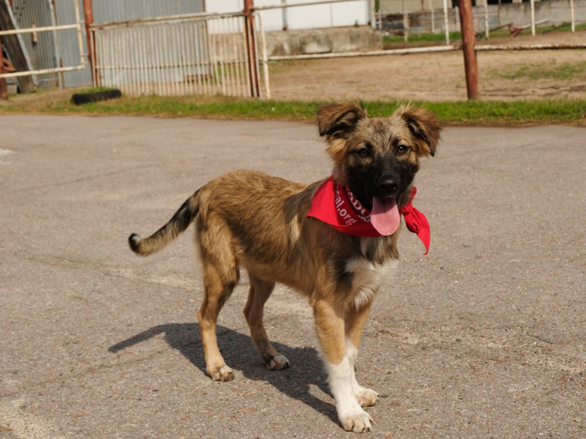 SPCA International tweet media