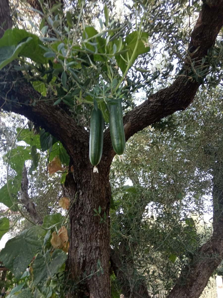BasilsR21's tweet photo. @serseris_71 Αυθεντικός πίνακας υπάρχει  στο γήπεδο του  Βόλου.Χρονολογία  22/3/2026 μ.Χ https://t.co/KJML5GOti6