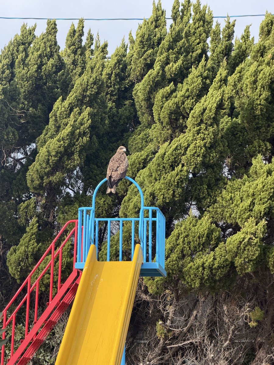 いちまる tweet media