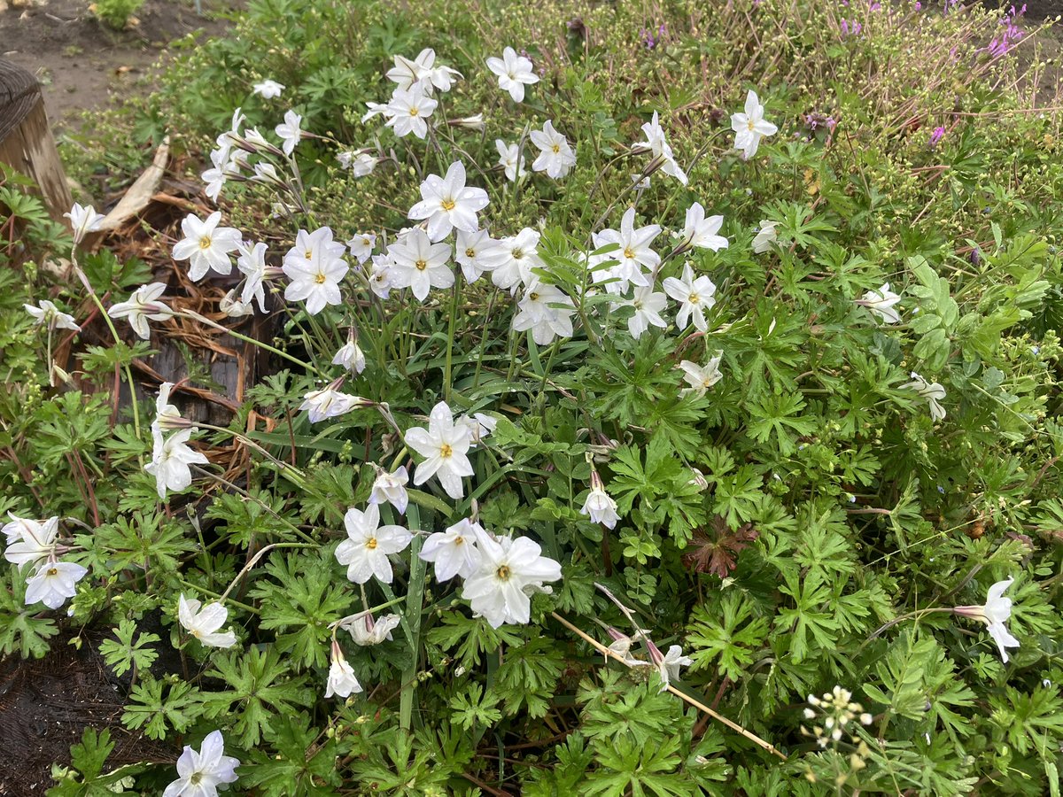 ボンクラーズ総長 tweet media