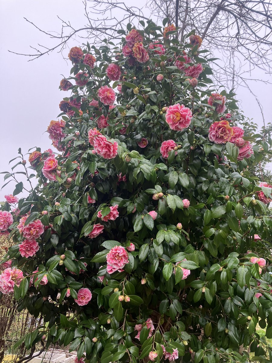 ボンクラーズ総長 tweet media