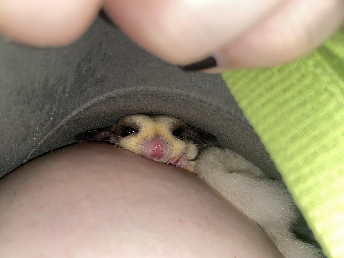 Obama of Shedtwt tweet media