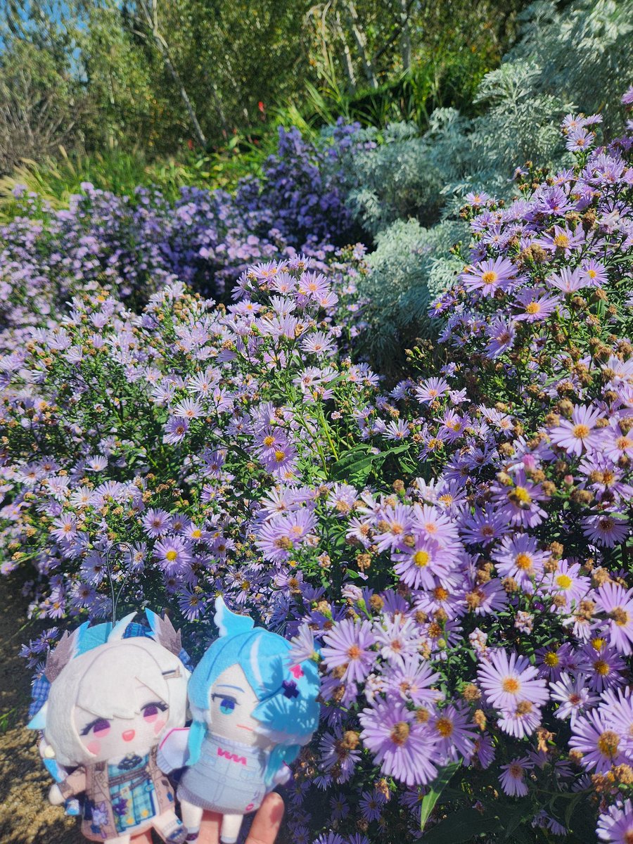 asteria (riri) tweet media