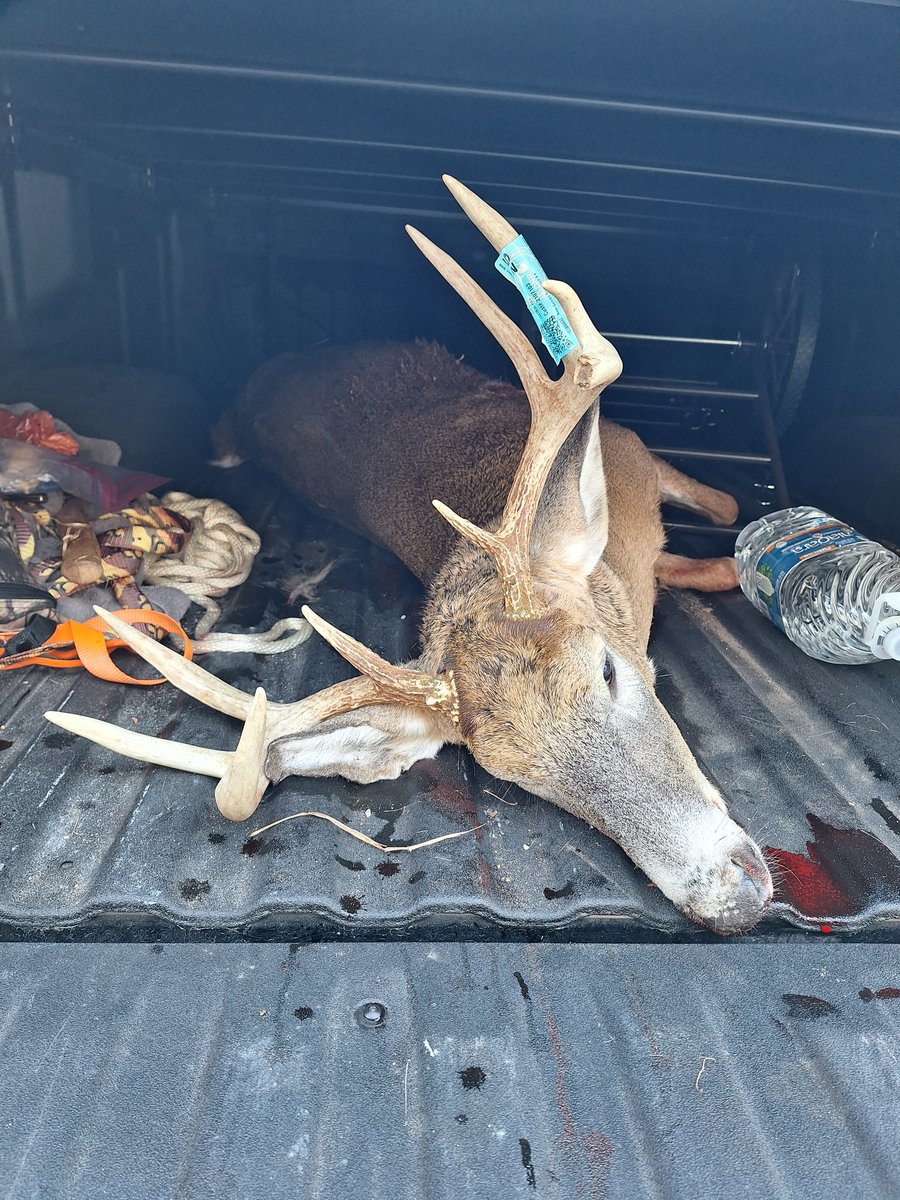 Snow Dog tweet media