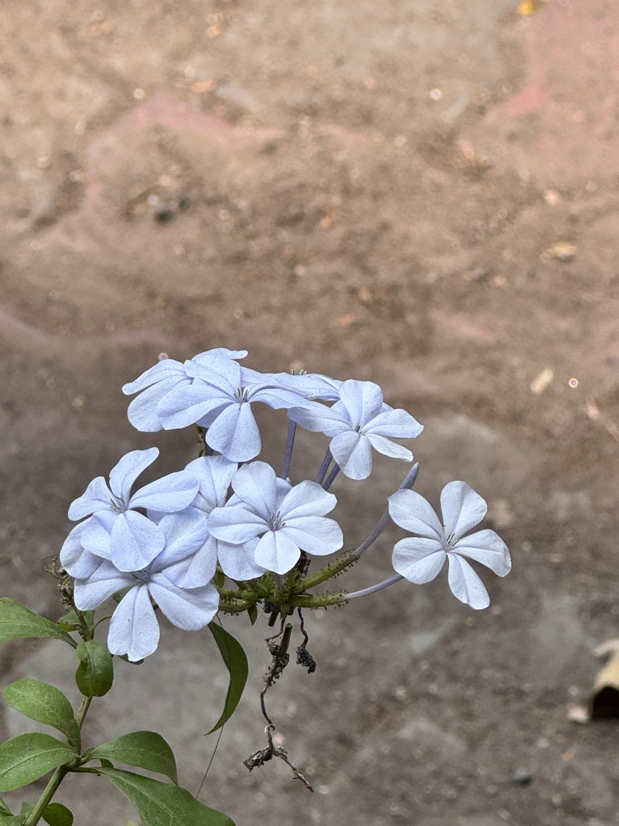 prasanna santhi tweet media