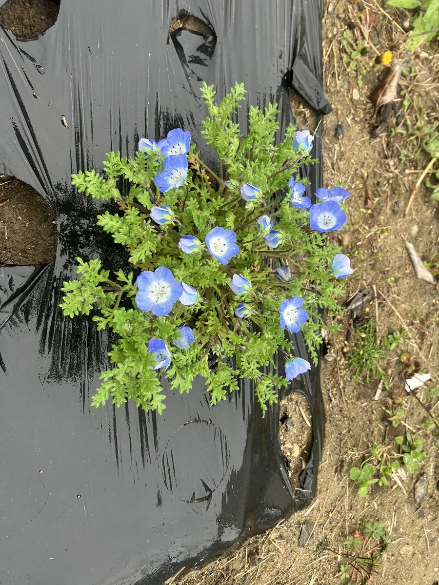 ボンクラーズ総長 tweet media