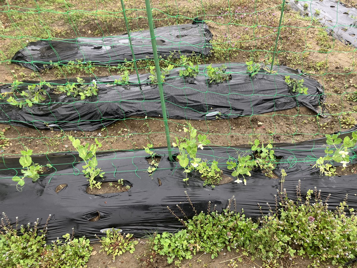 ボンクラーズ総長 tweet media