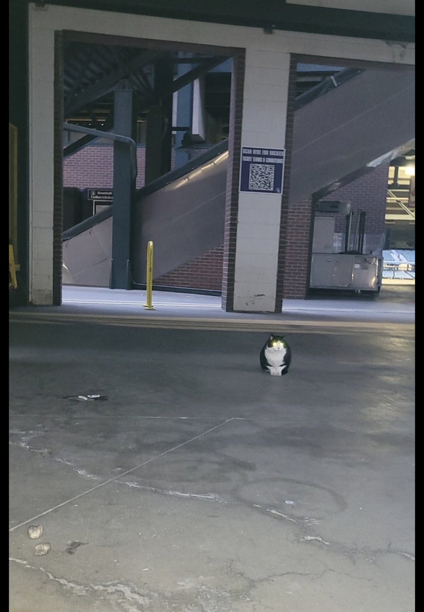 Coors Field Cat tweet media