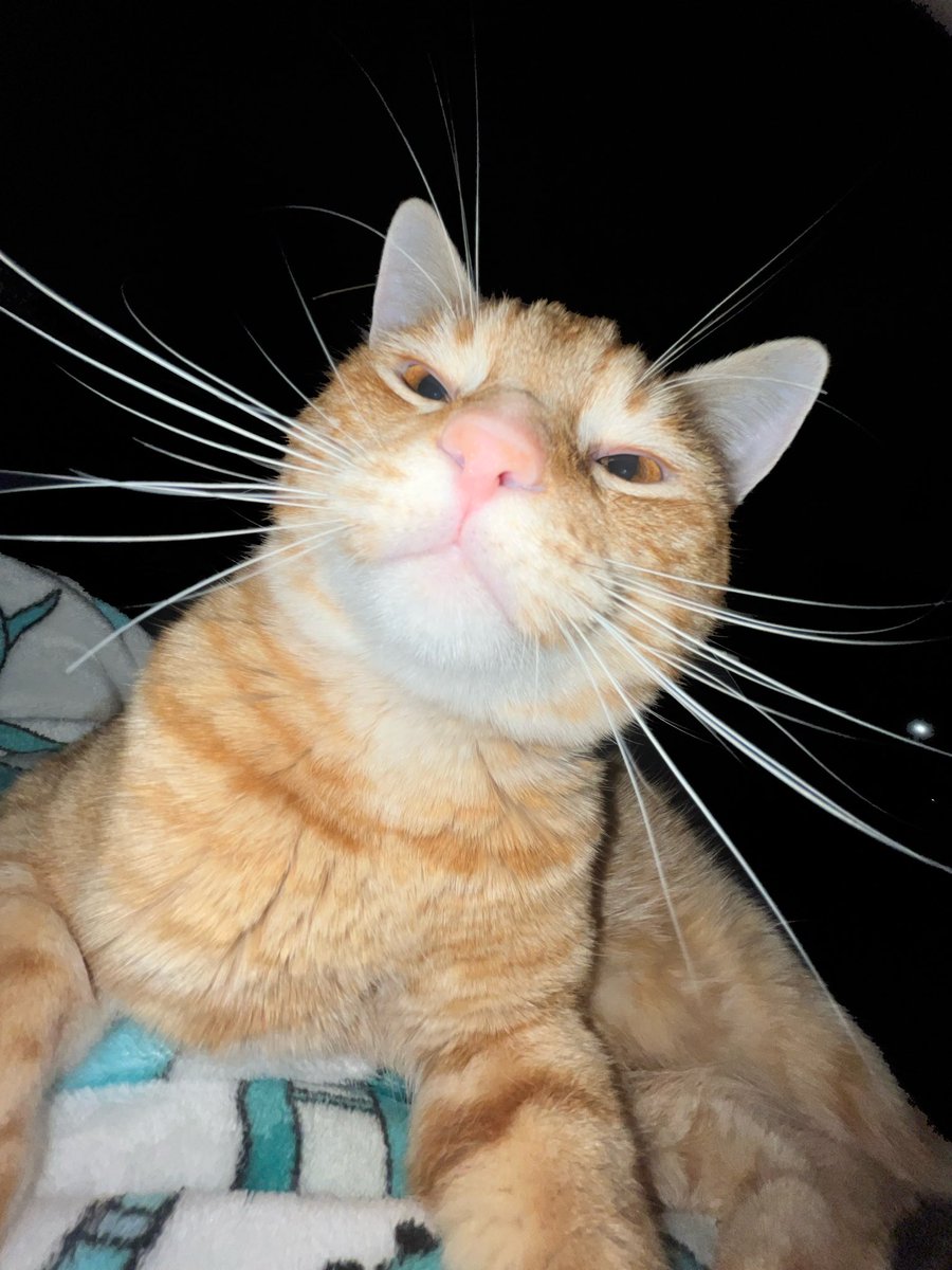 chibi 💕 Vtuber tweet media