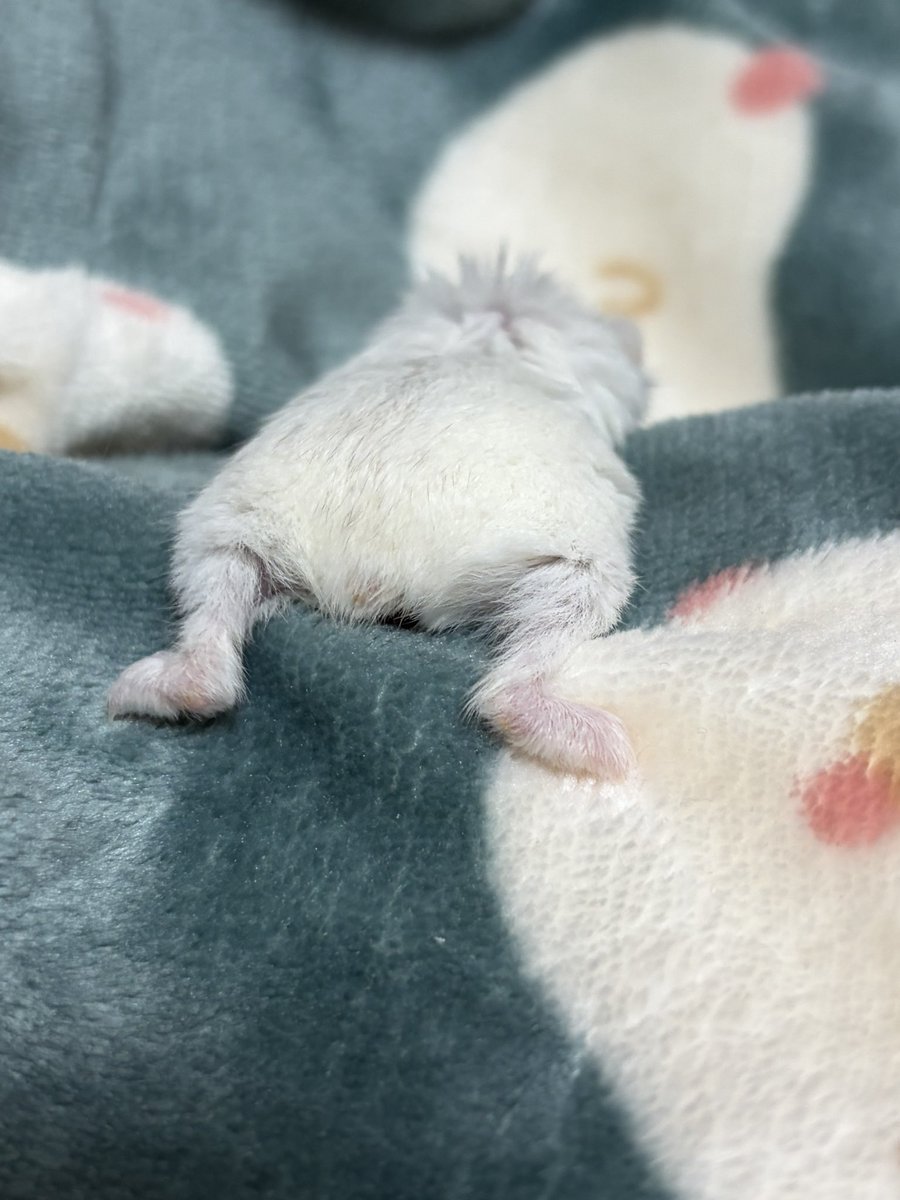 紫愛(じゅりあ) tweet media