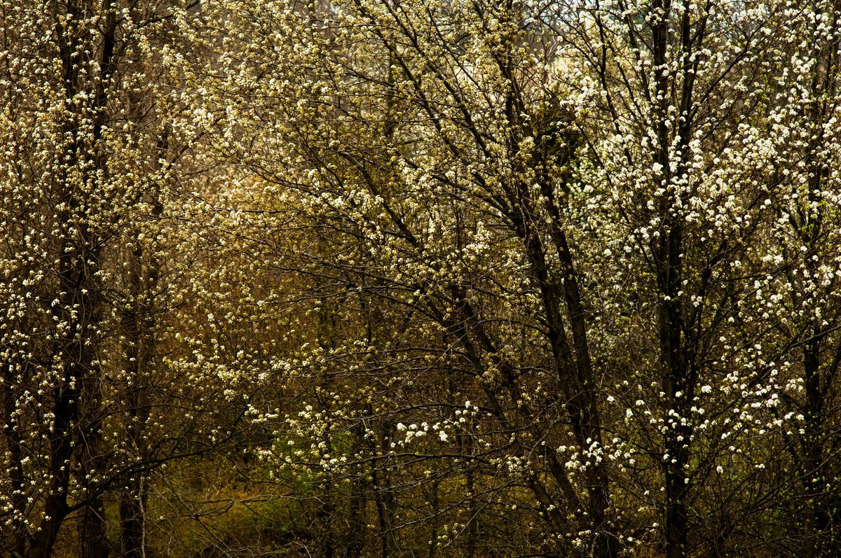 J. S. Oppenheim tweet media