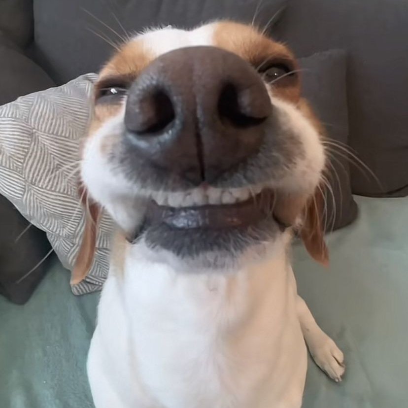 arques⭒•*¨☆・* tweet media