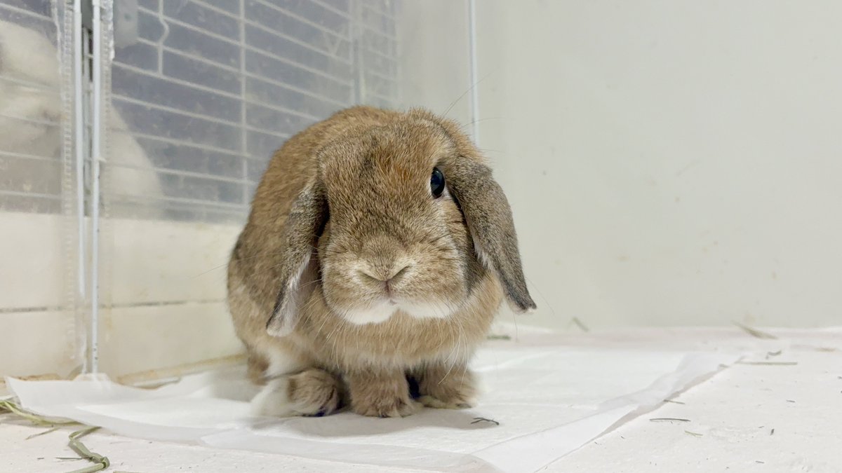 わたがしうさぎのめるち tweet media