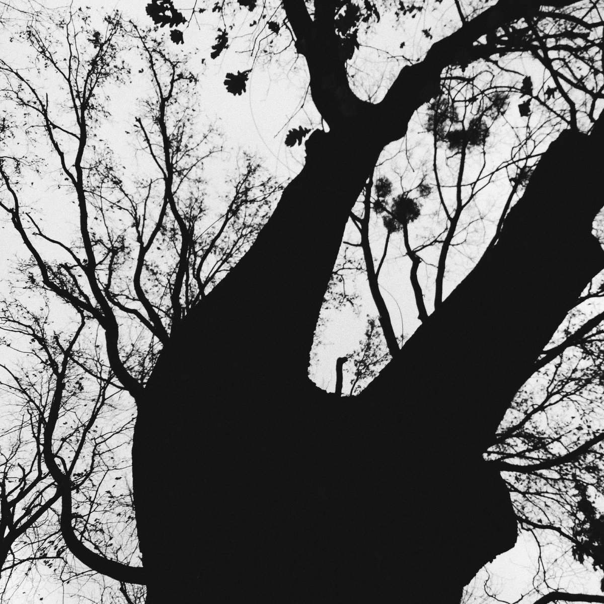 денаритми 📷 tweet media